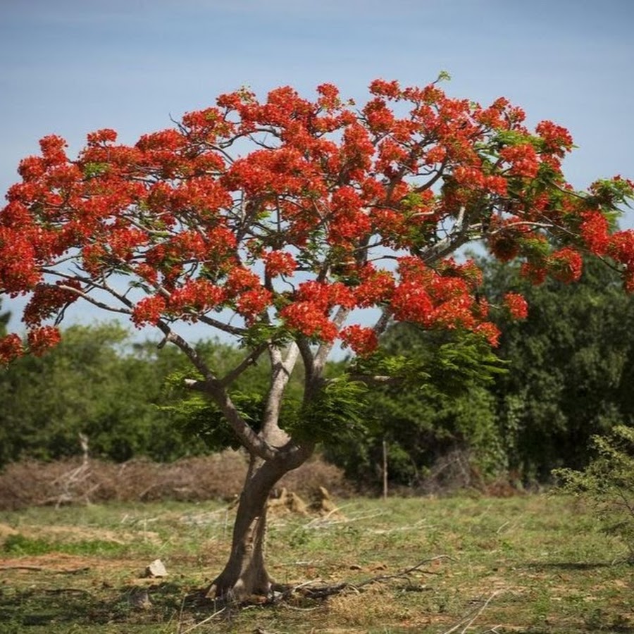 Земляничное дерево Африка