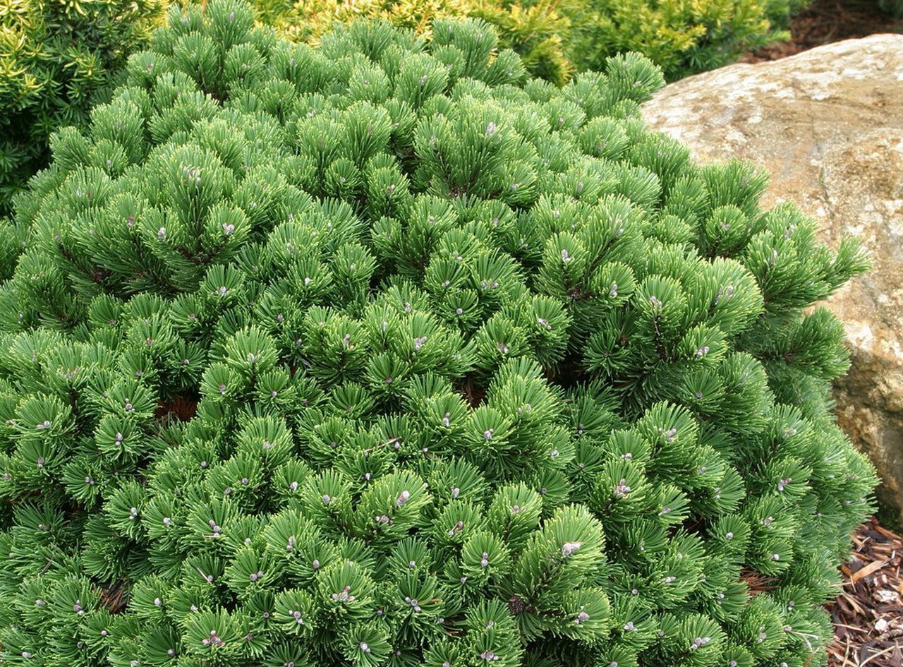 Pinus mugo Rositech