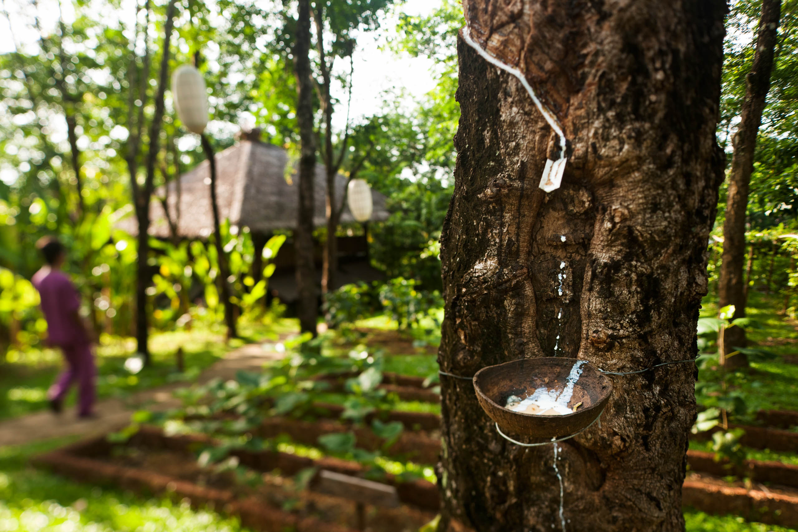 Млечный сок дерева гевеи Шри Ланка