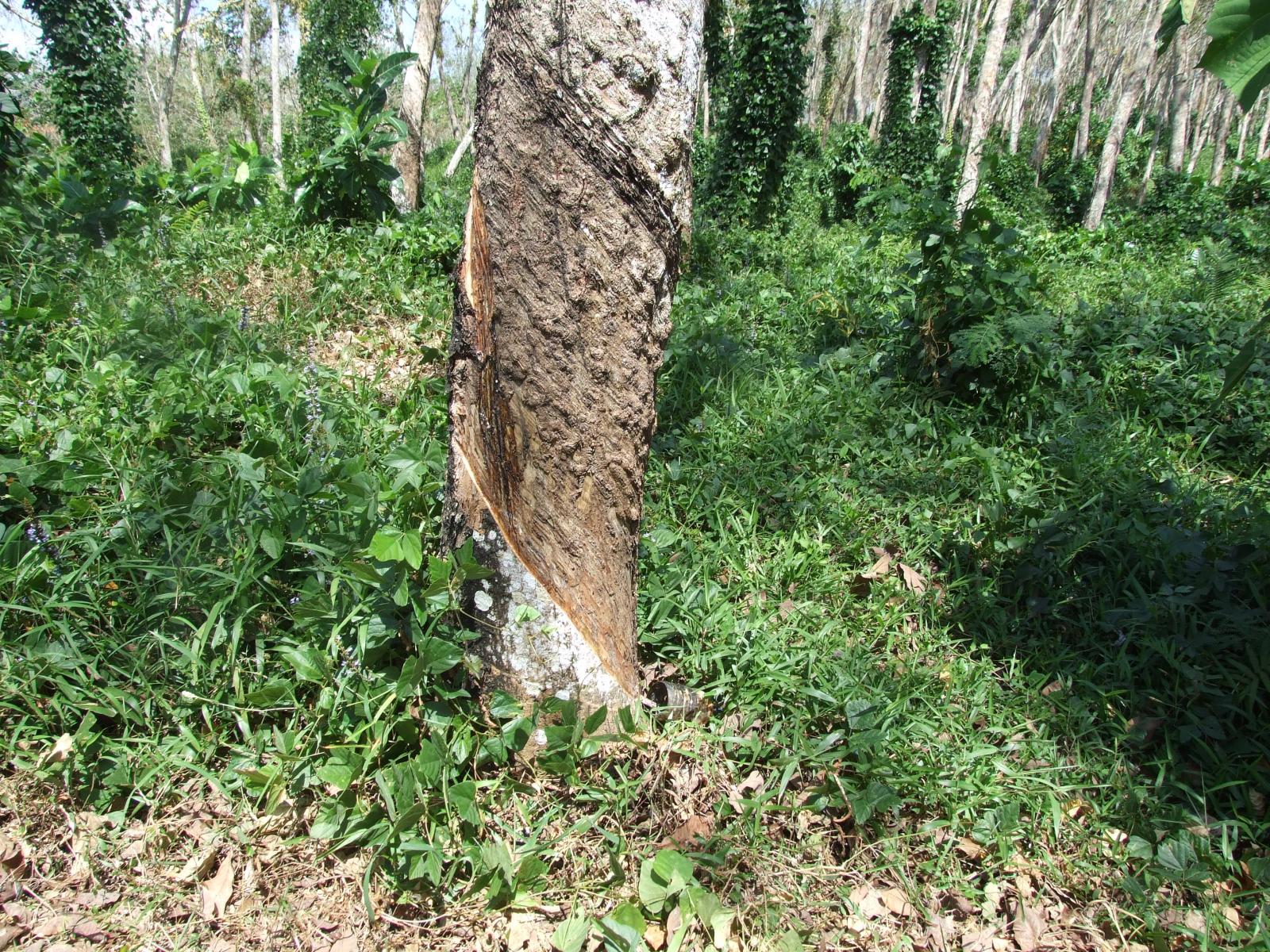Hevea Brasiliensis (Rubber Trees)