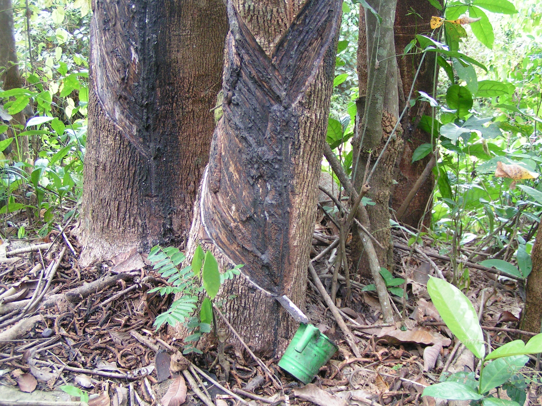 Малайзийское дерево Рабер