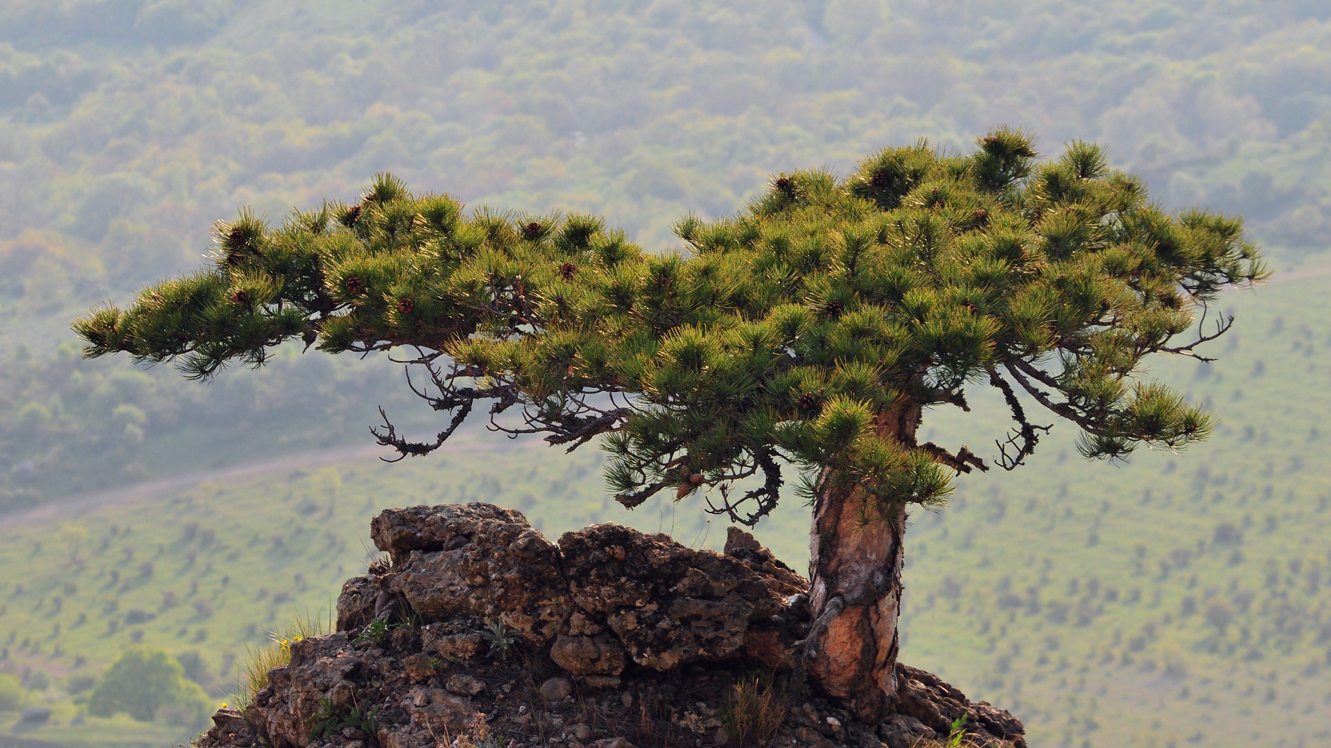 Деревья горные Крыма Крымская сосна
