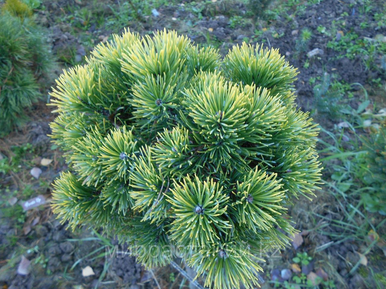 Pinus mugo 'rysy'