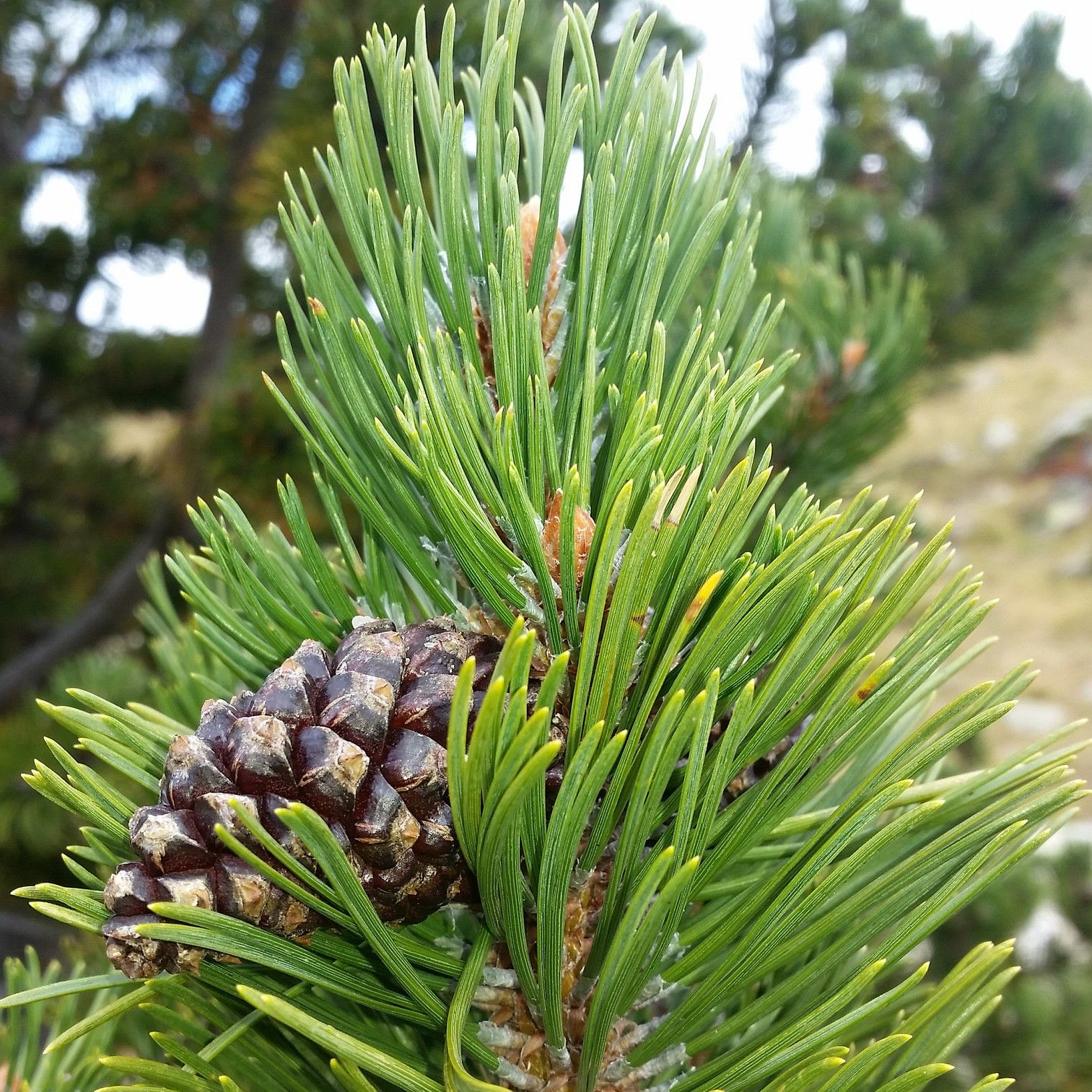 Сосна крючковатая Pinus uncinata