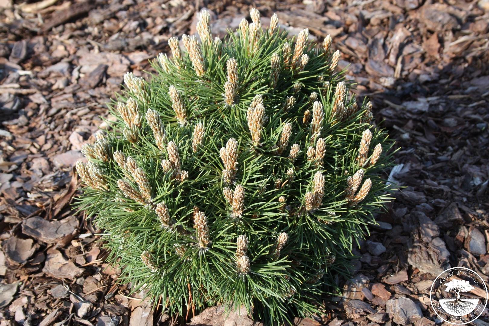 Сосна крючковатая Pinus uncinata