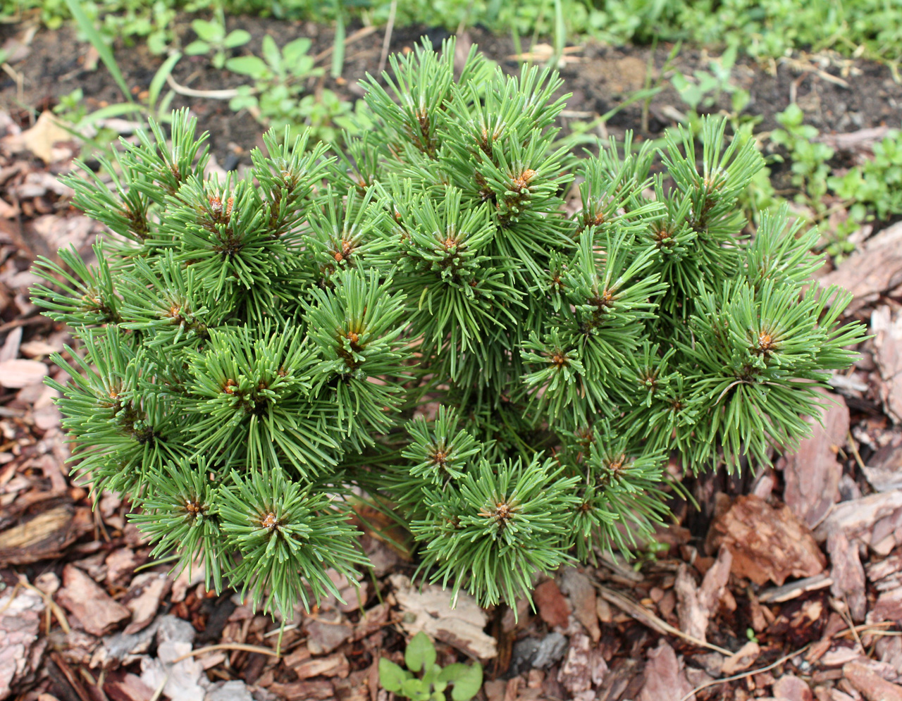 Pinus uncinata Titus