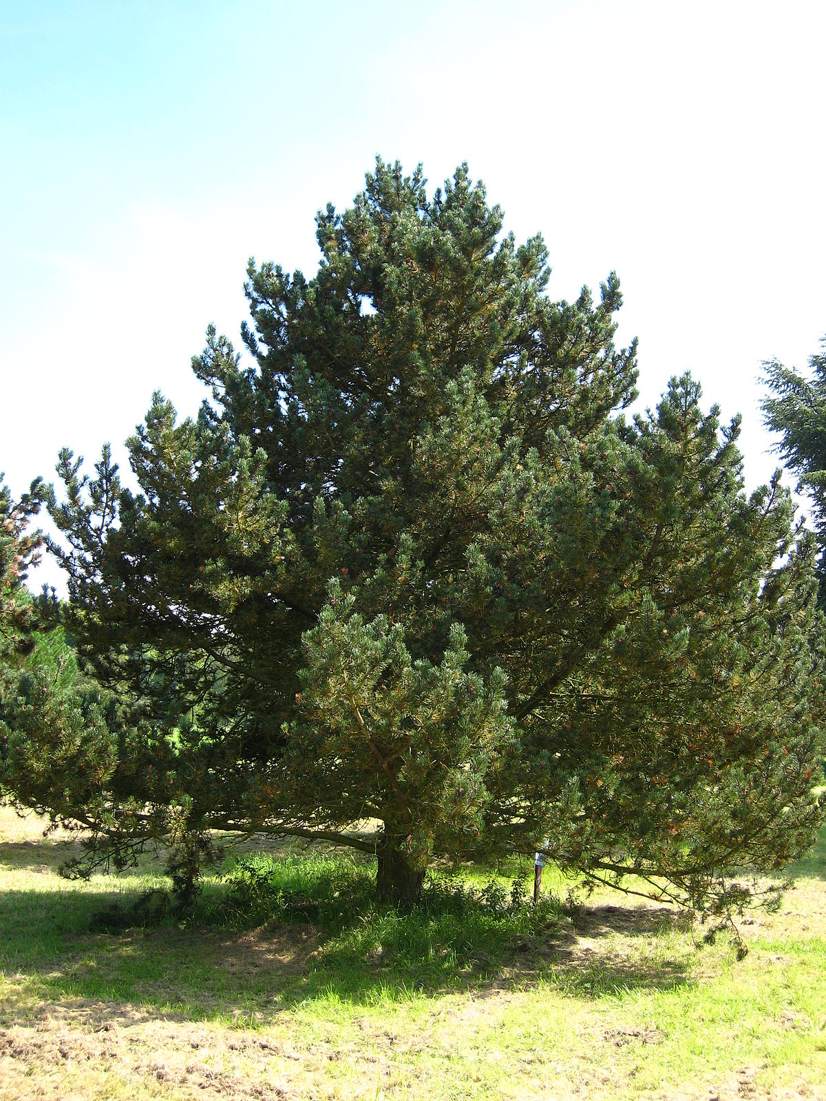 Горная сосна фото взрослого дерева