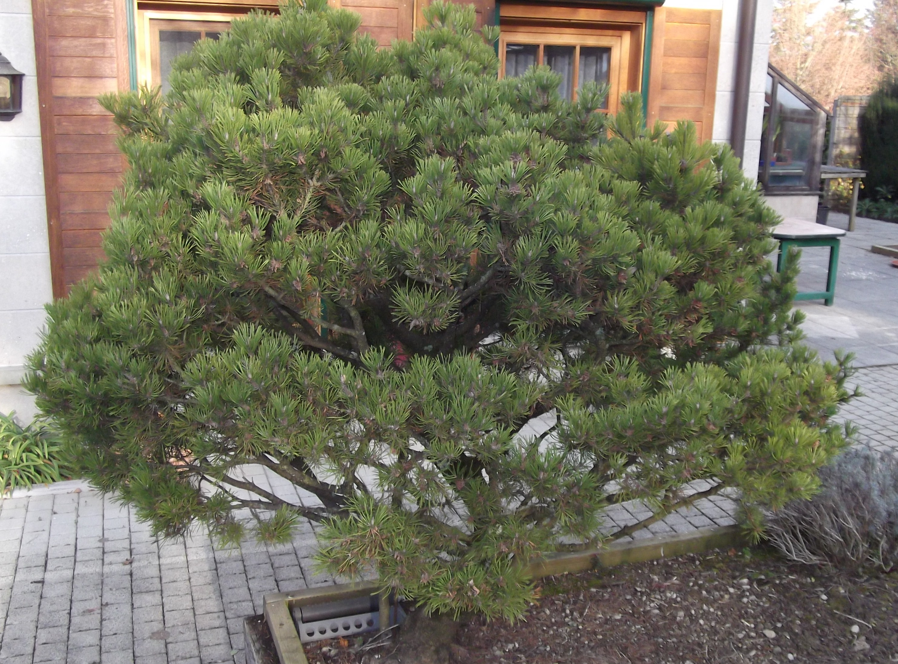 Pinus mugo Klostergrun