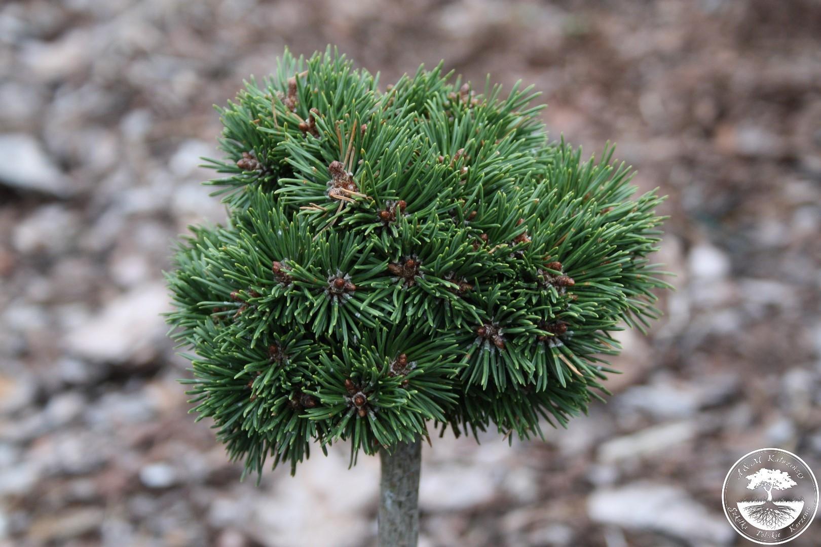 Сосна крючковатая Pinus