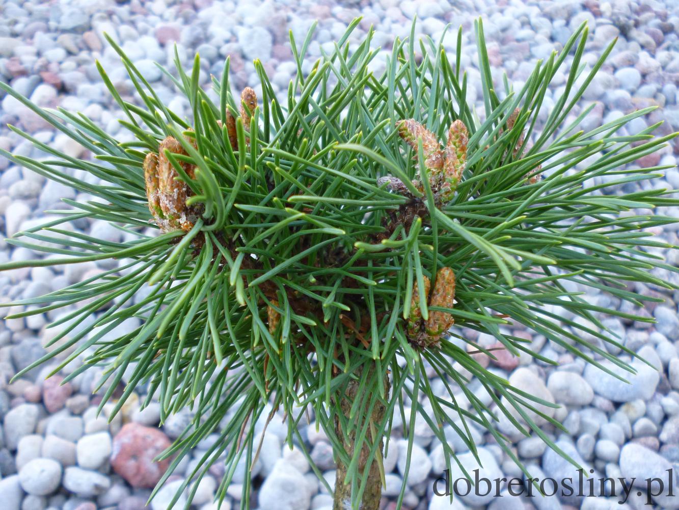 Pinus mugo subsp. Uncinata