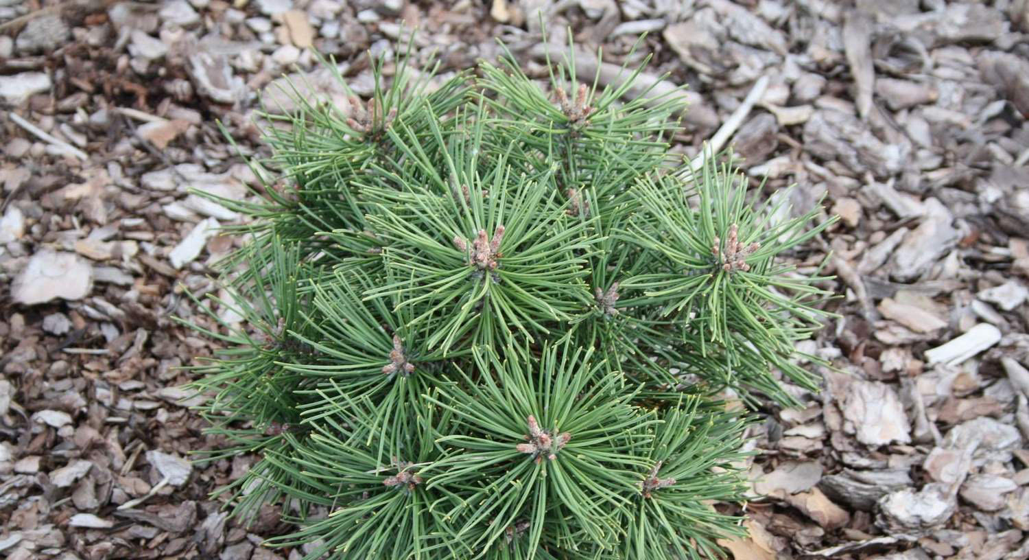 Pinus uncinata 'kalhoty'
