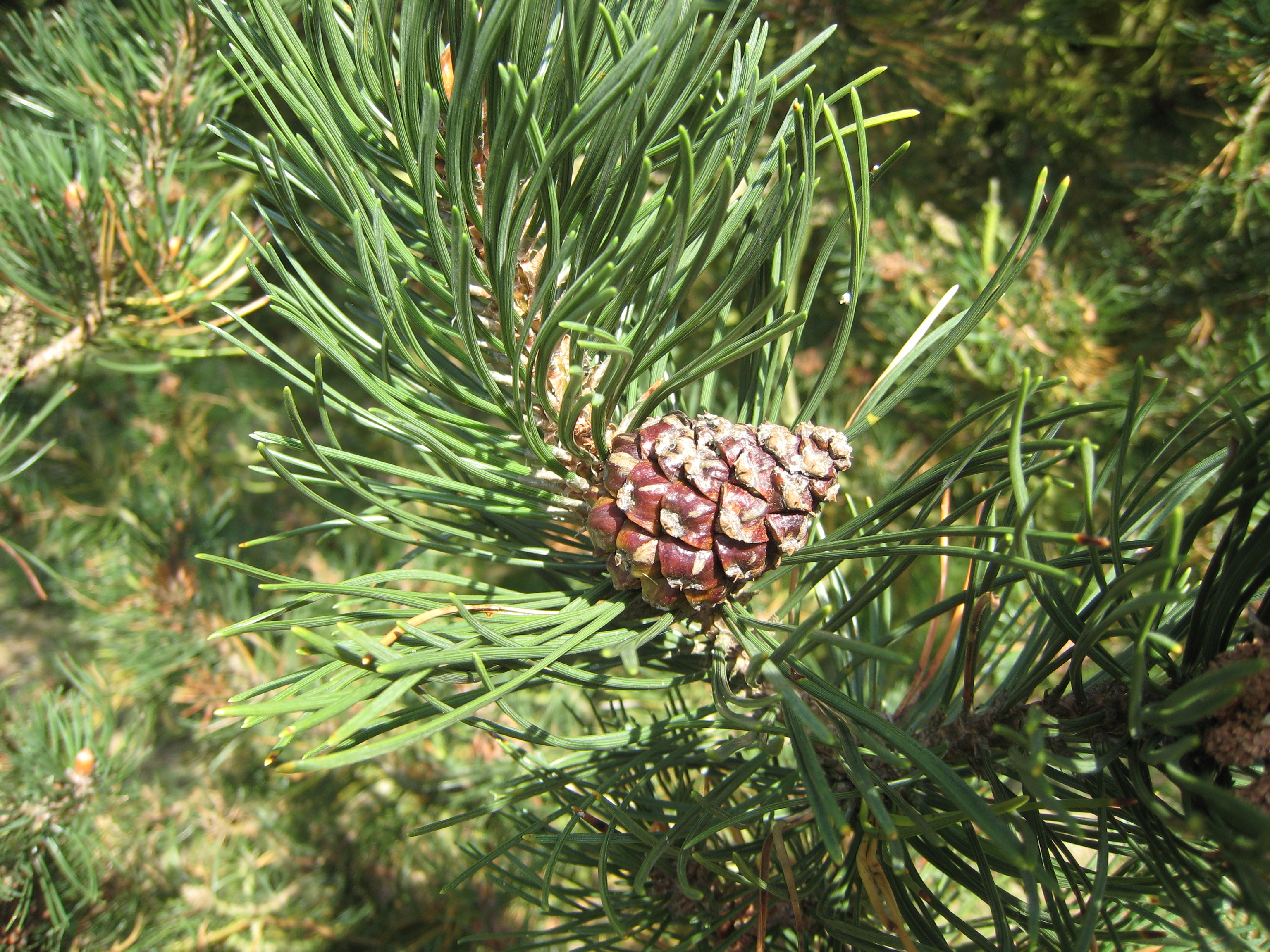 Pinus uncinata Cone
