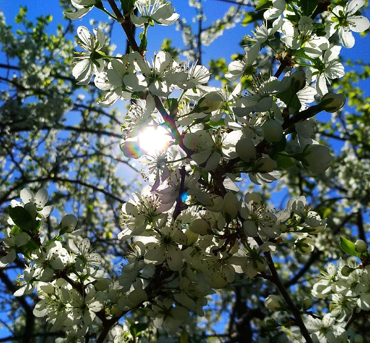 Алыча дерево цветение
