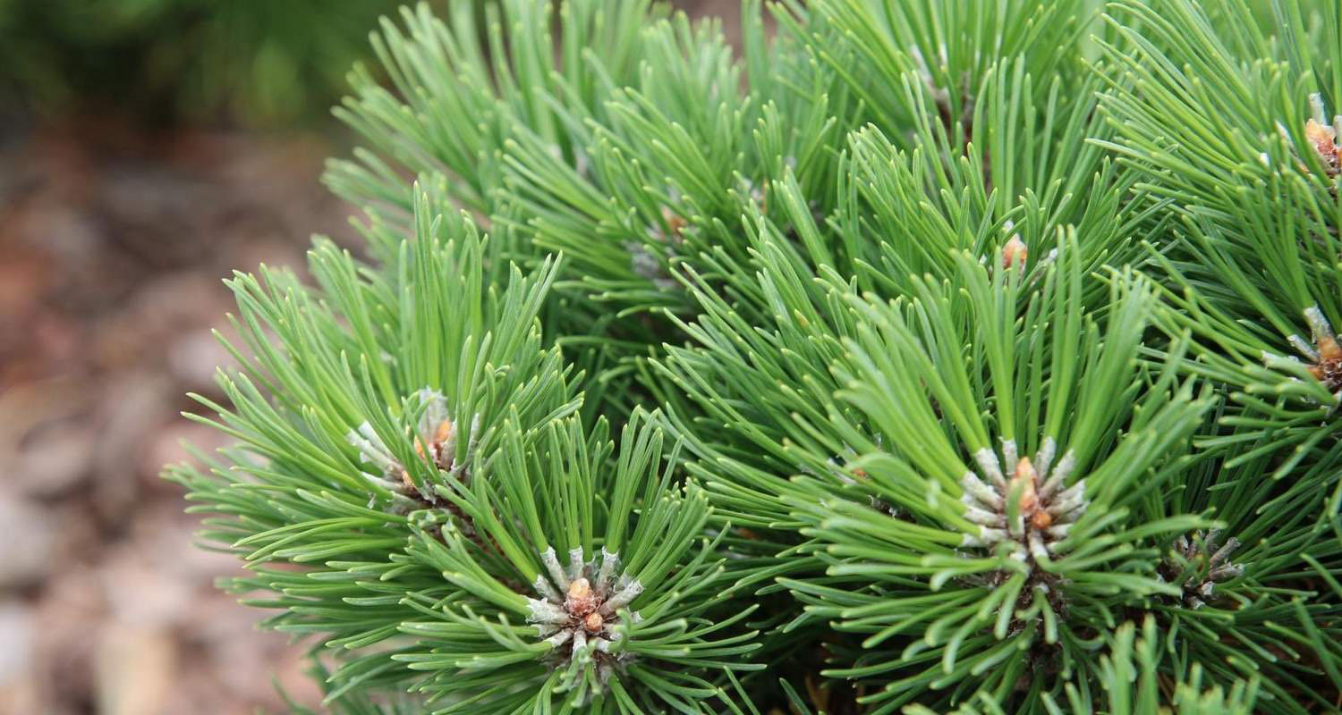 Pinus mugo uncinata Heideperle