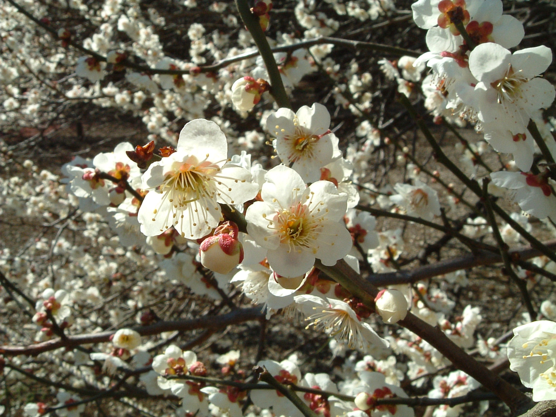Абрикос японский цветы