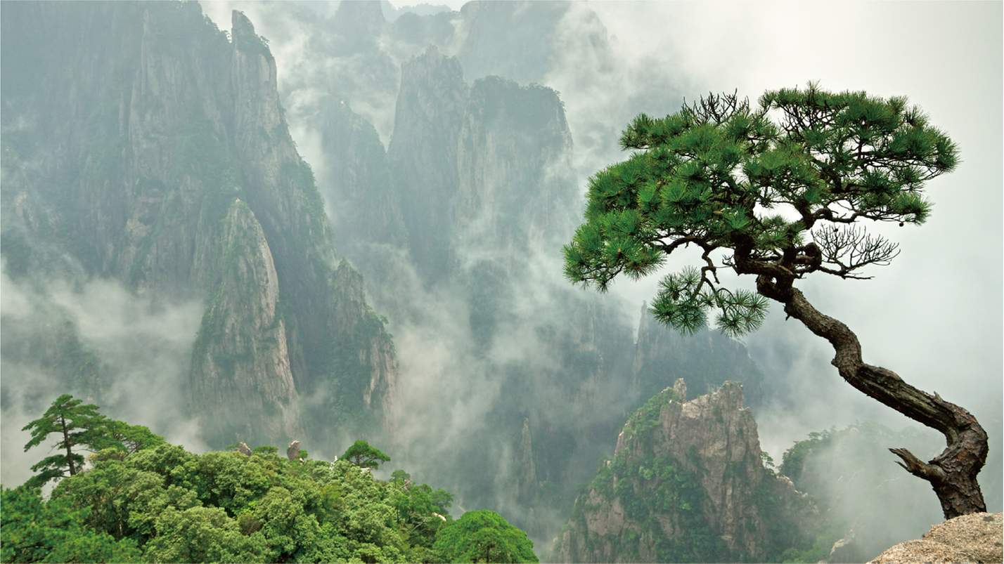 Священное дерево в Китае