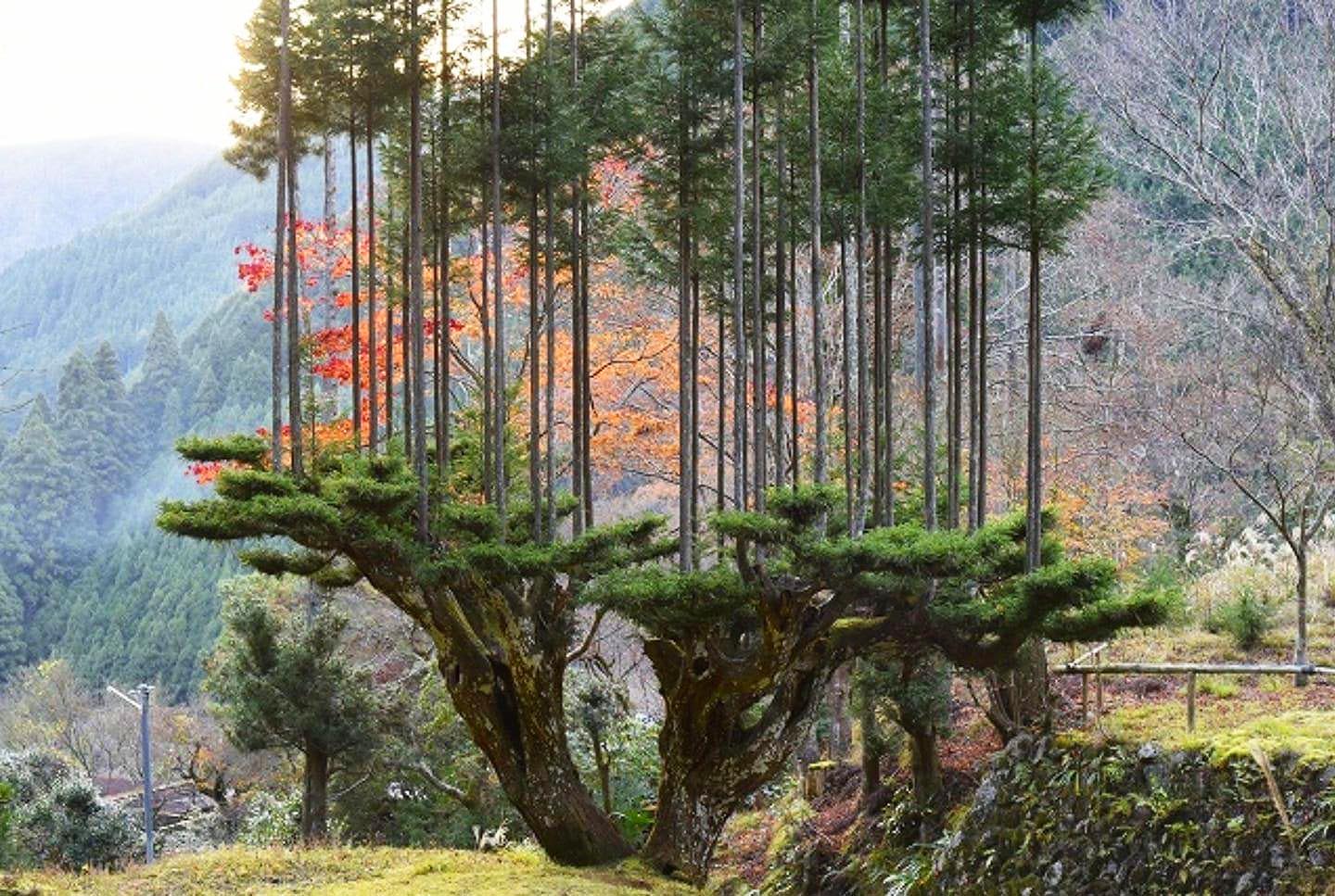вертикальный лес в китае