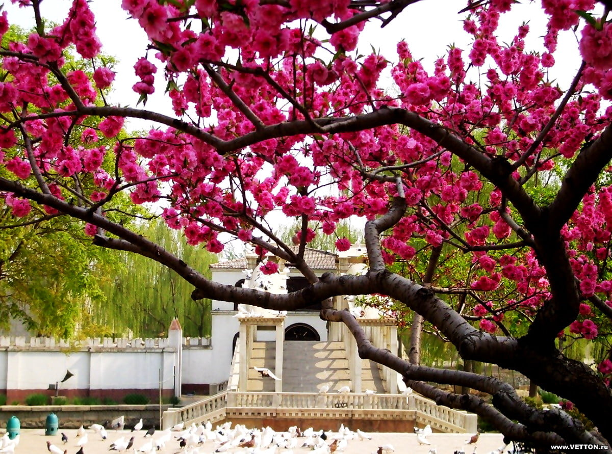 розовое дерево в китае