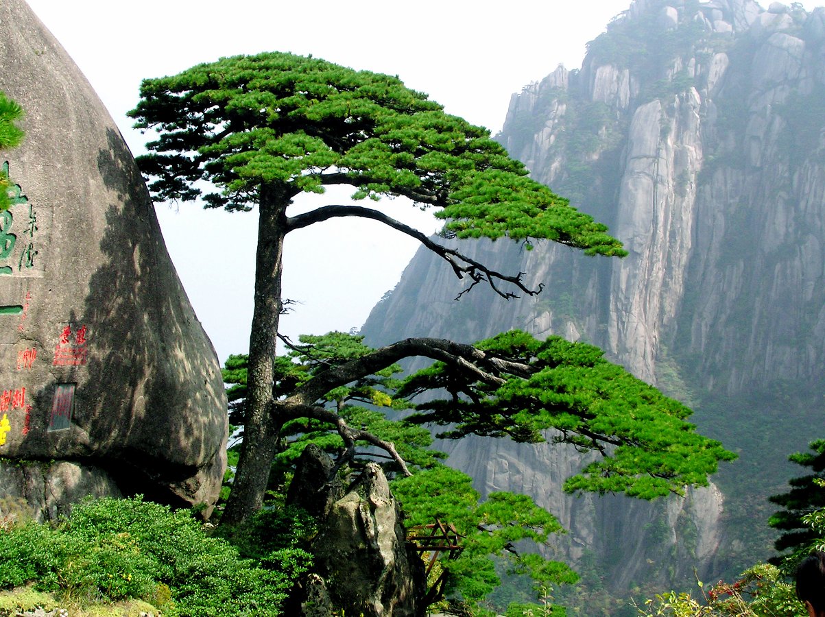 Деревья в китае фото и названия фото