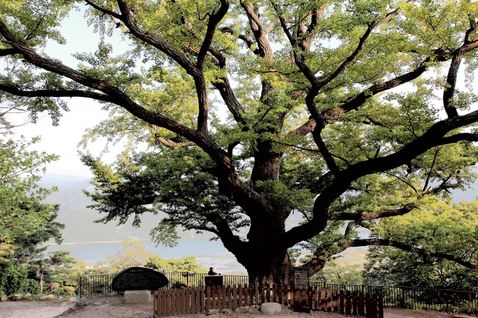 Гинкго билоба старое дерево