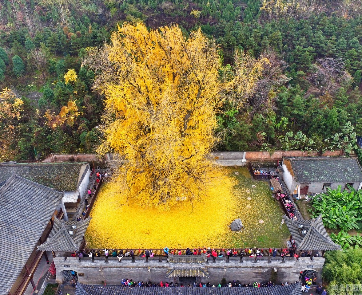 Дерево гинкго в Китае
