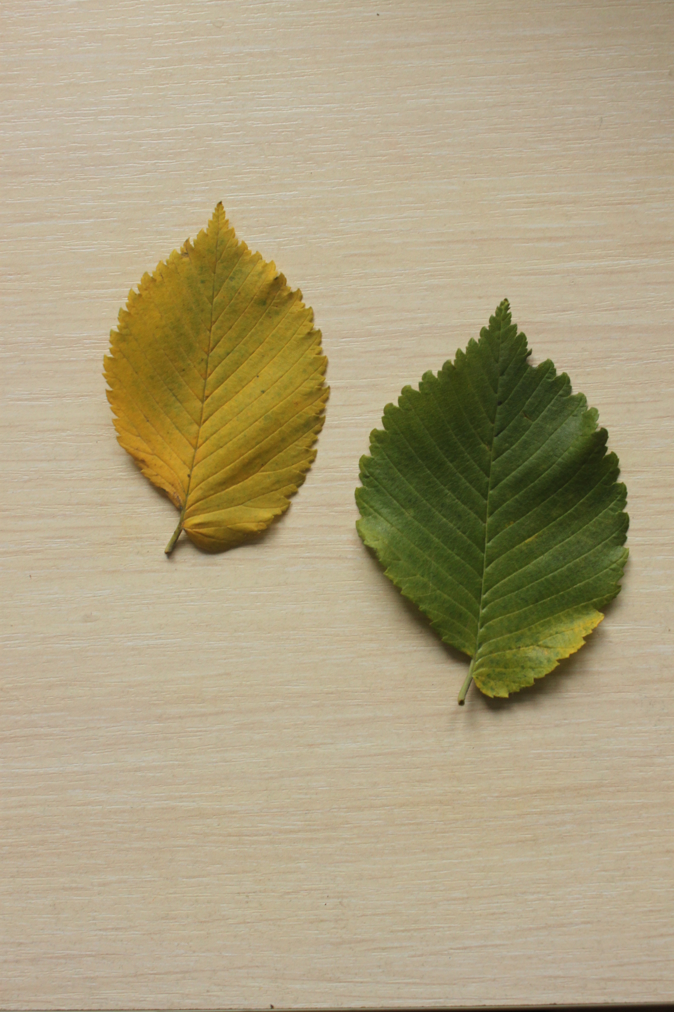 Как отличить листья