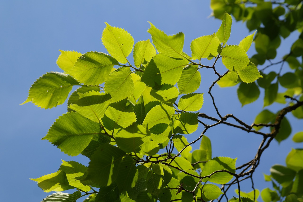 зеленые листья тополиных деревьев фото