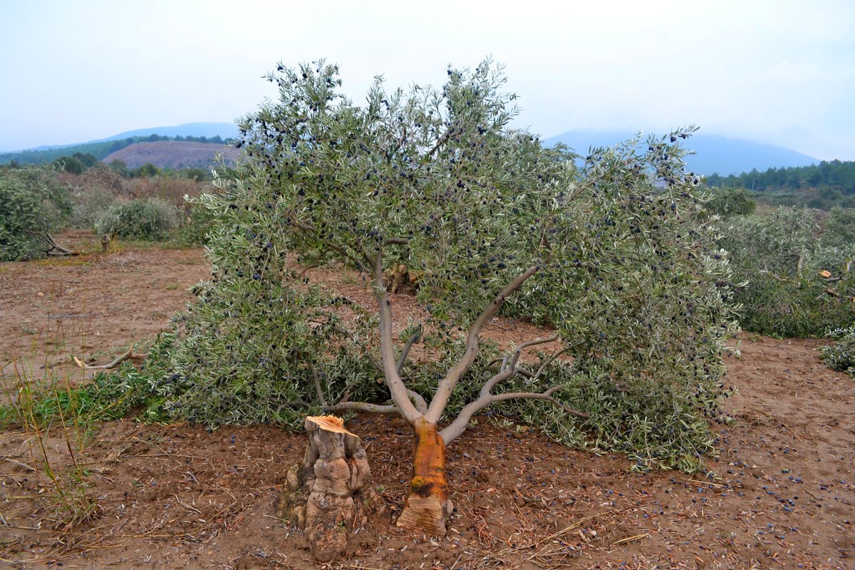 Иудеев дерево фото