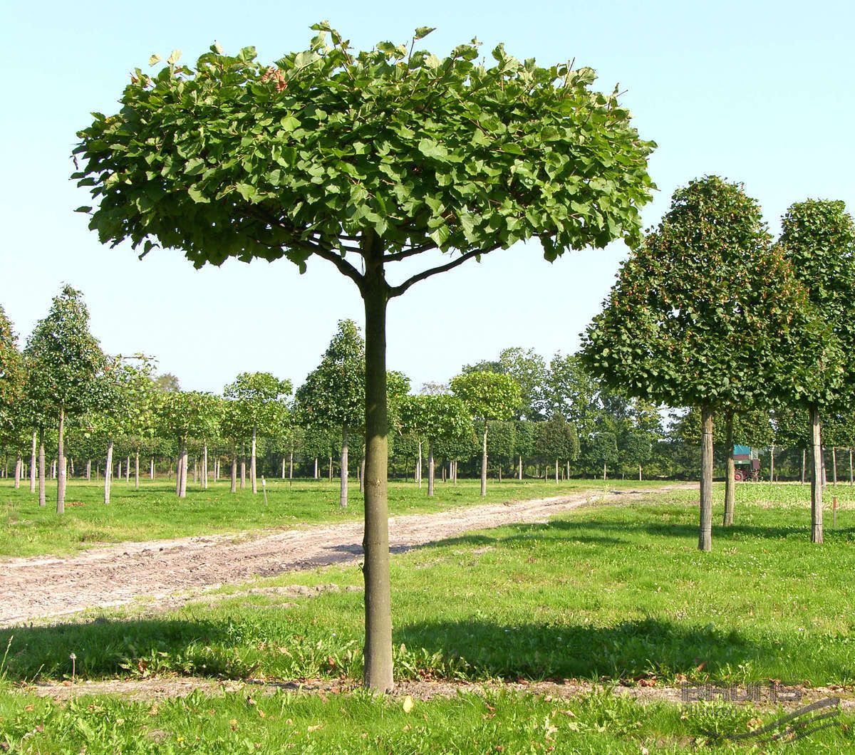 деревья для парка названия
