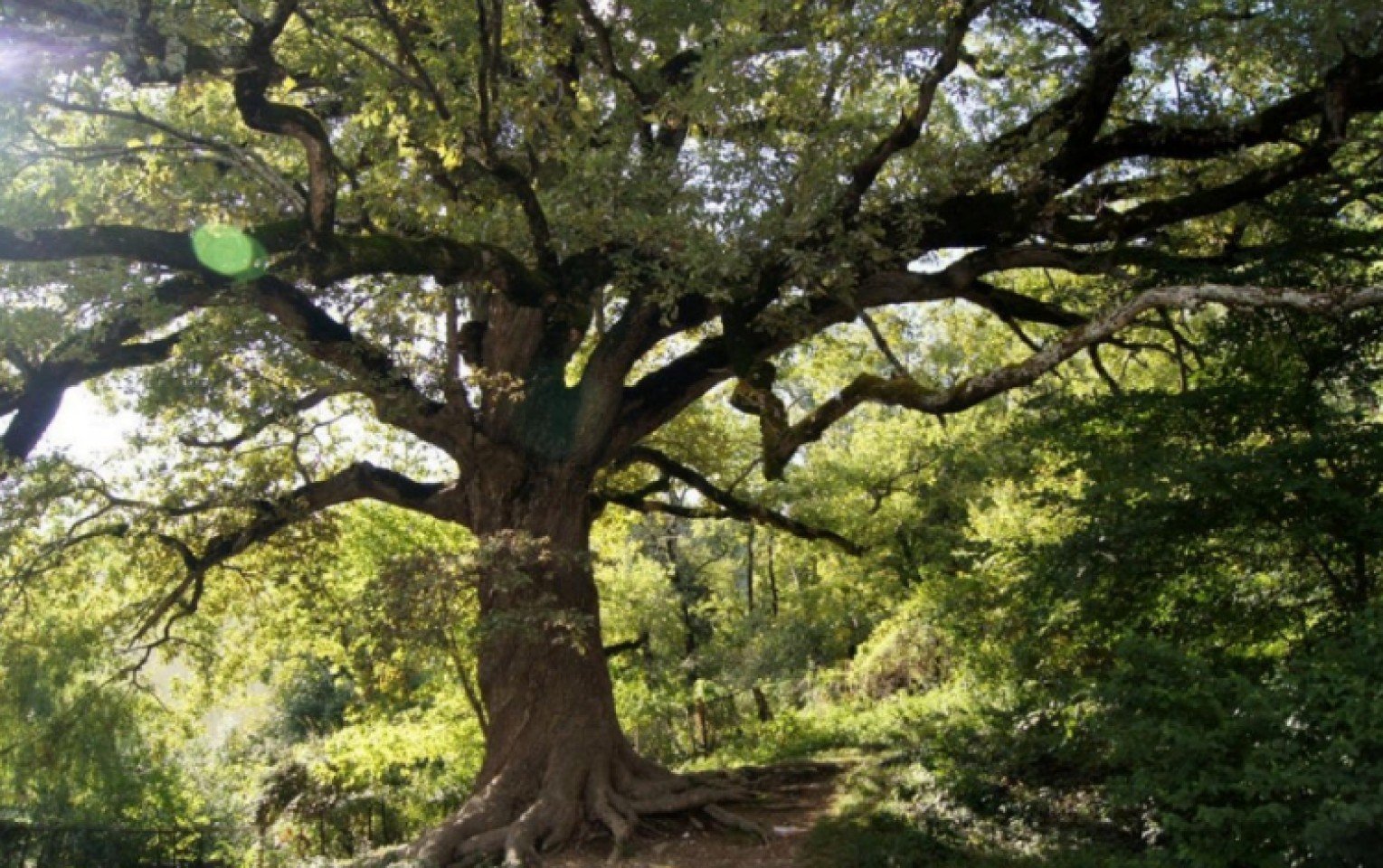 Дерево Утун