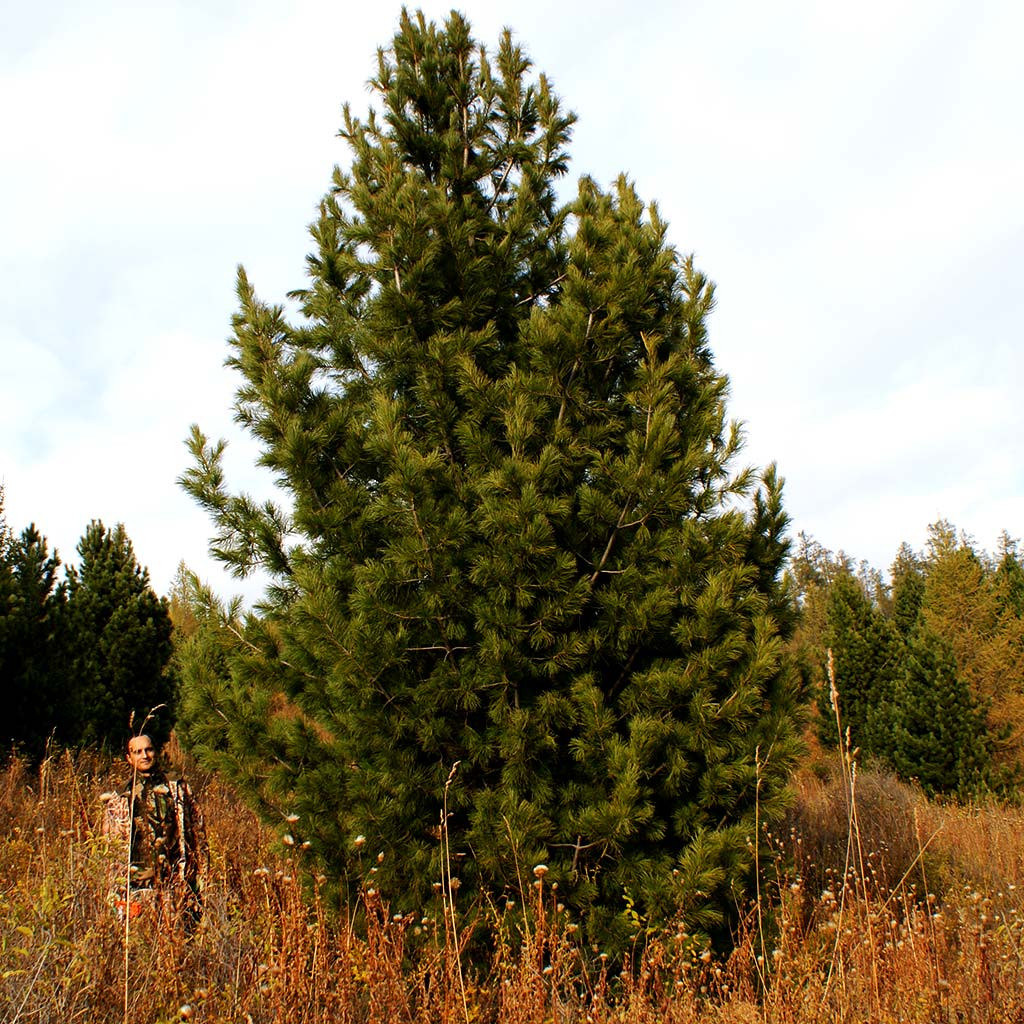 Pinus sibirica du Tour сосна Сибирская, кедр Сибирский