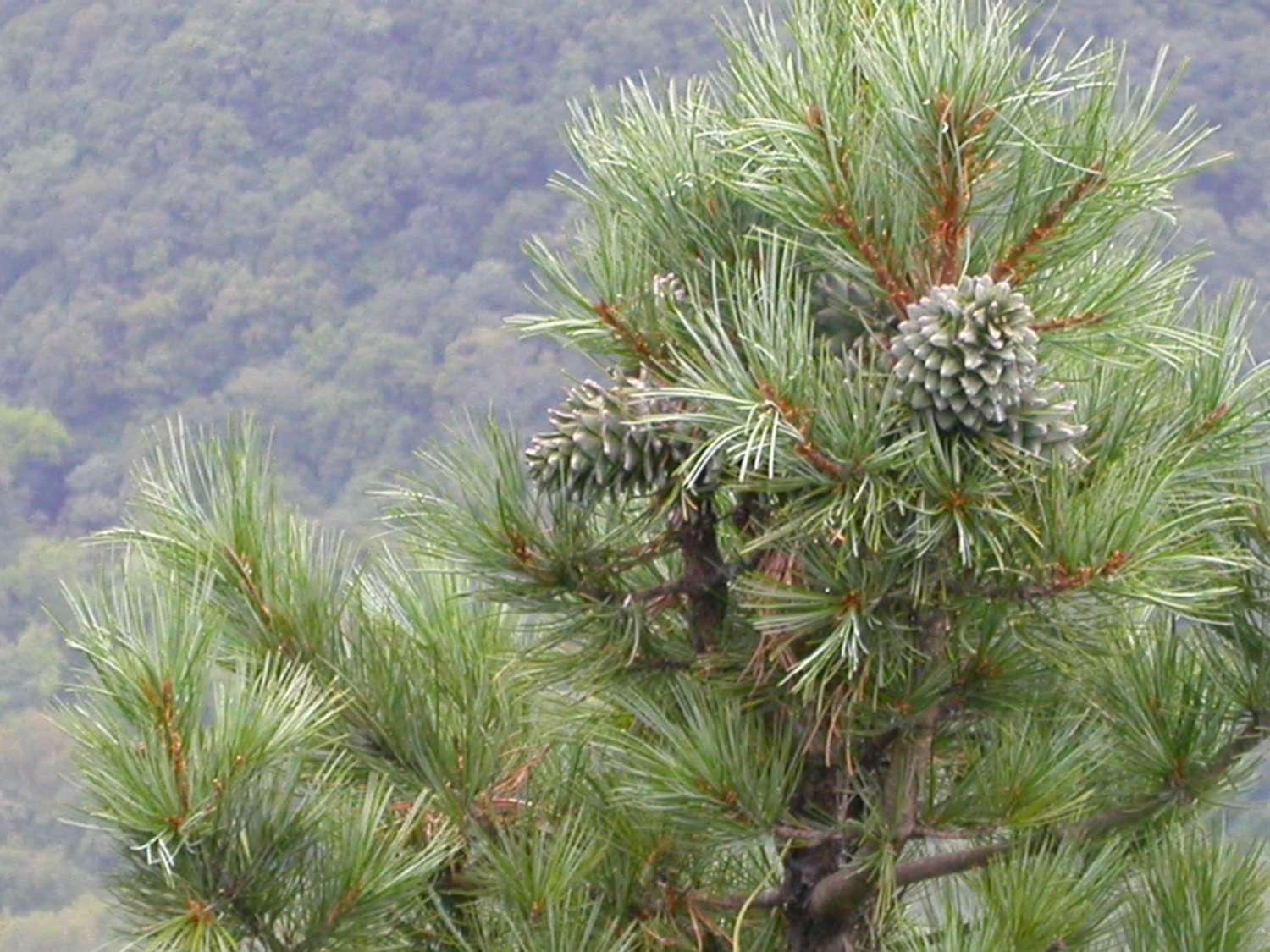Сосна Кедровая корейская (Pinus koraiensis)