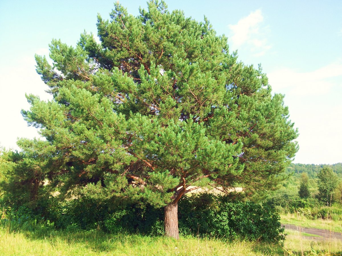 Сосна Кедровая Сибирская/Pinus sibirica
