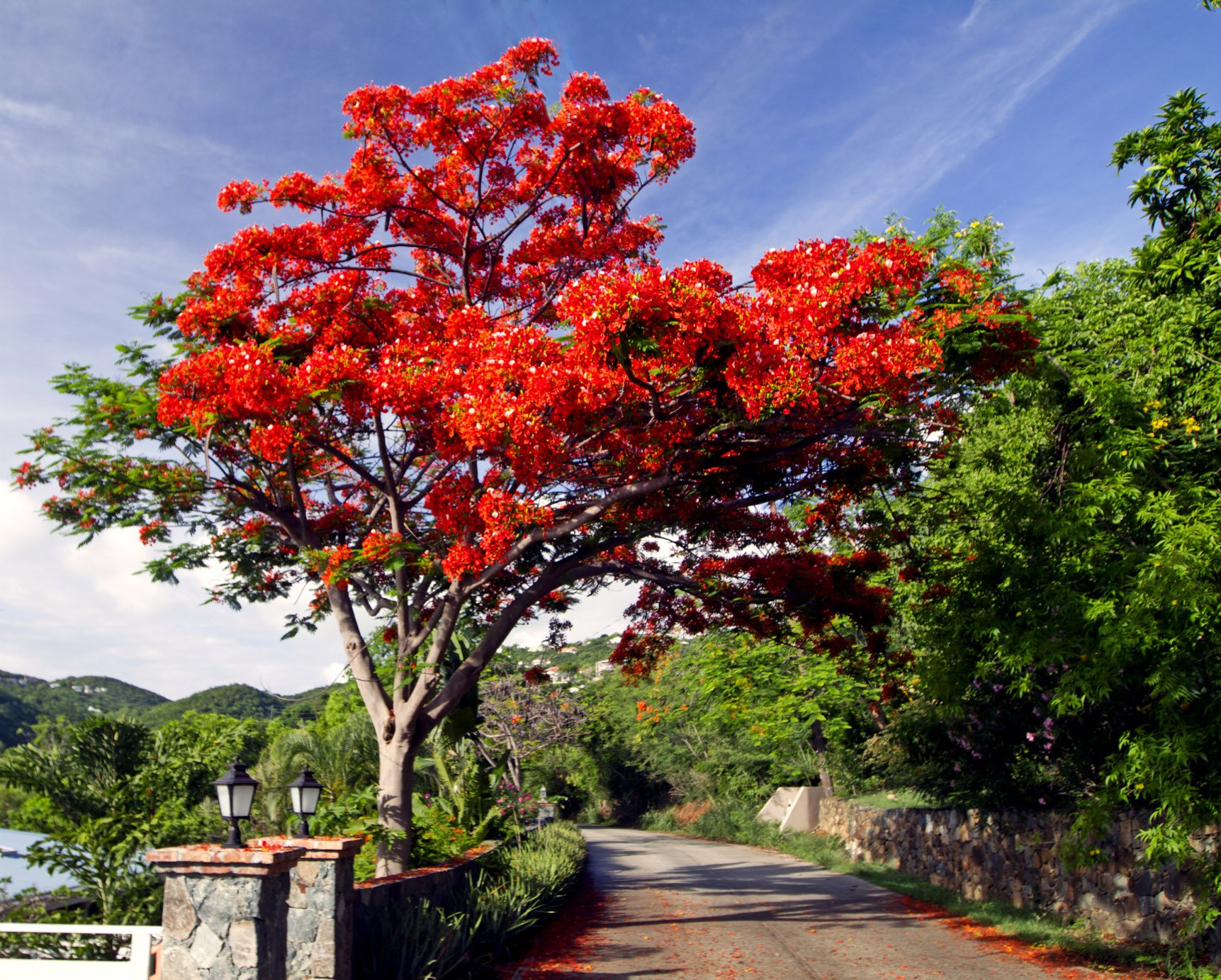 Деревья цветущие красным цветом. Дерево Делоникс Королевский. Огненное дерево Делоникс Королевский. Цветущее дерево Делоникс Королевский. Королевский Делоникс Бразилия.