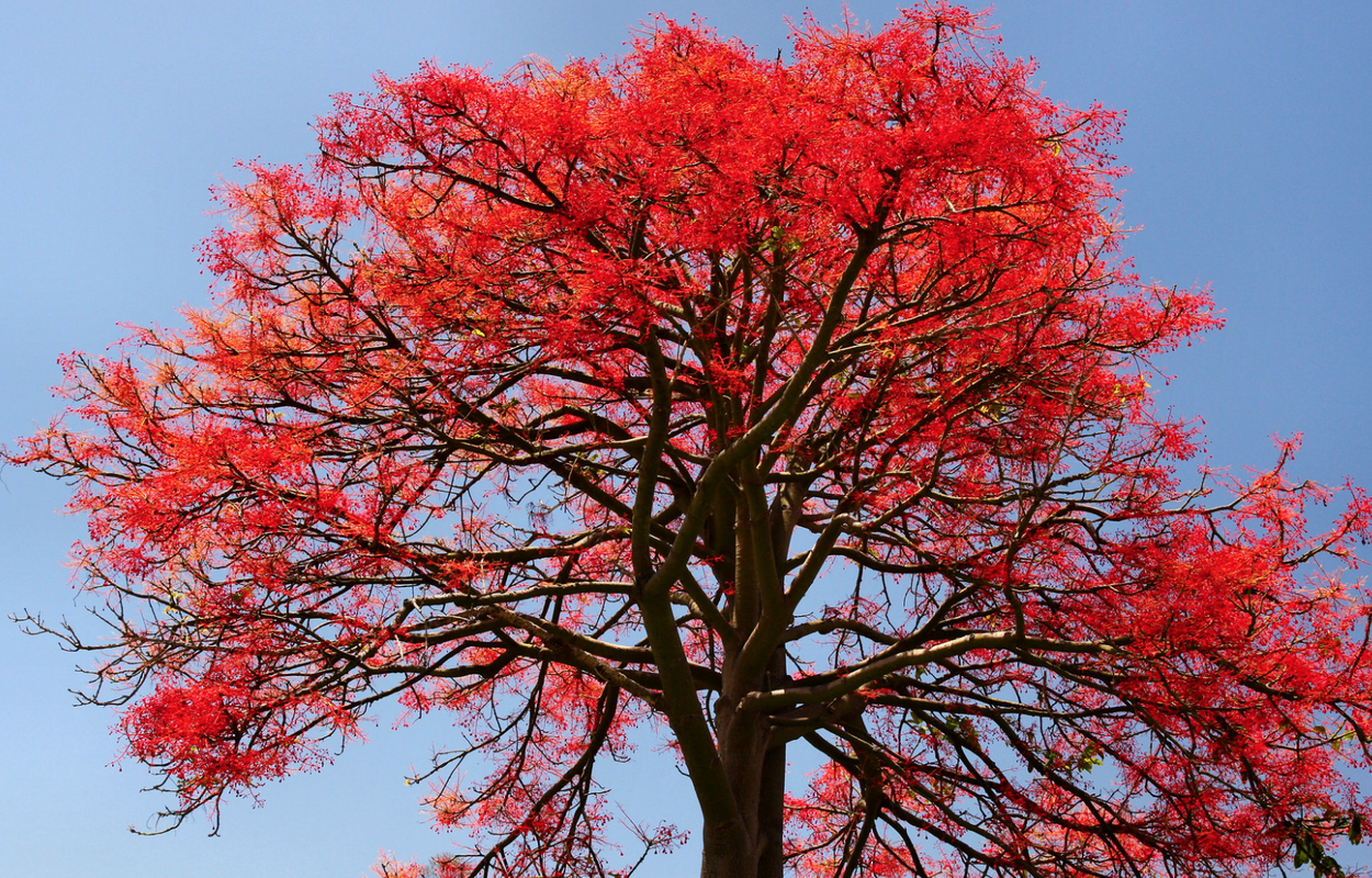 Брахихитон огненное дерево. Дерево Brachychiton acerifolius. Делоникс дерево. Брахихитон кленолистный. Деревья цветущие красным цветом