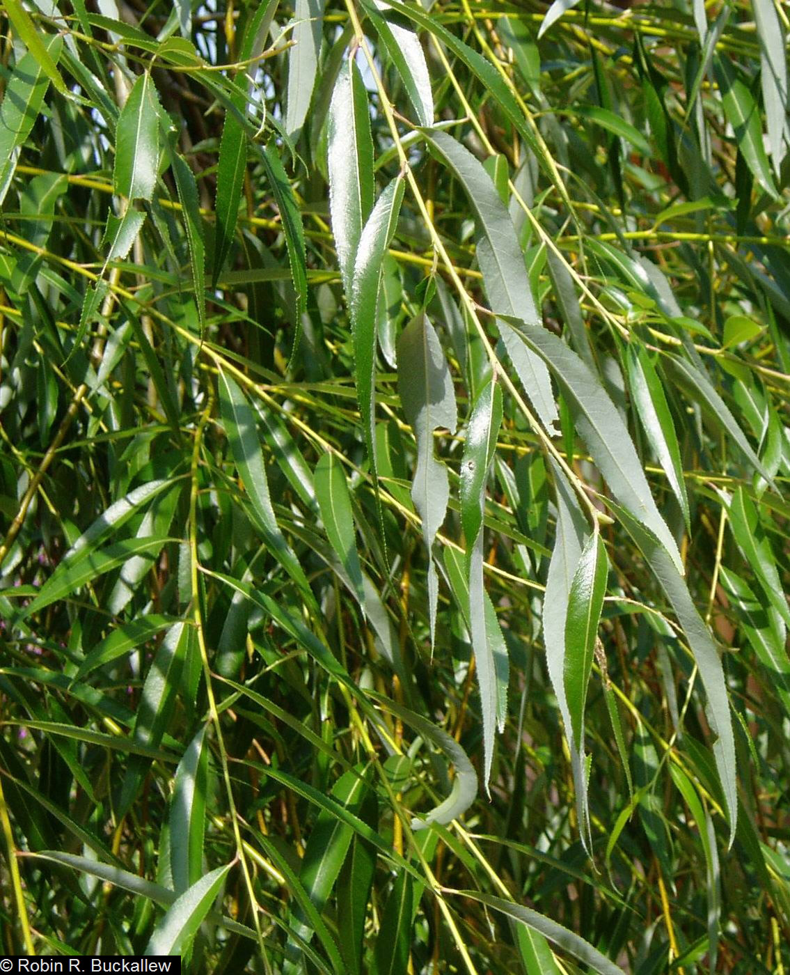 Ива белая или ветла (Salix Alba)