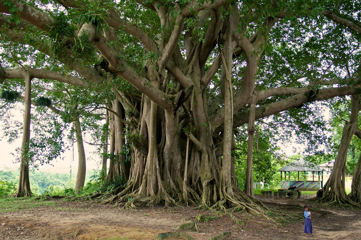 Ангинное дерево фото