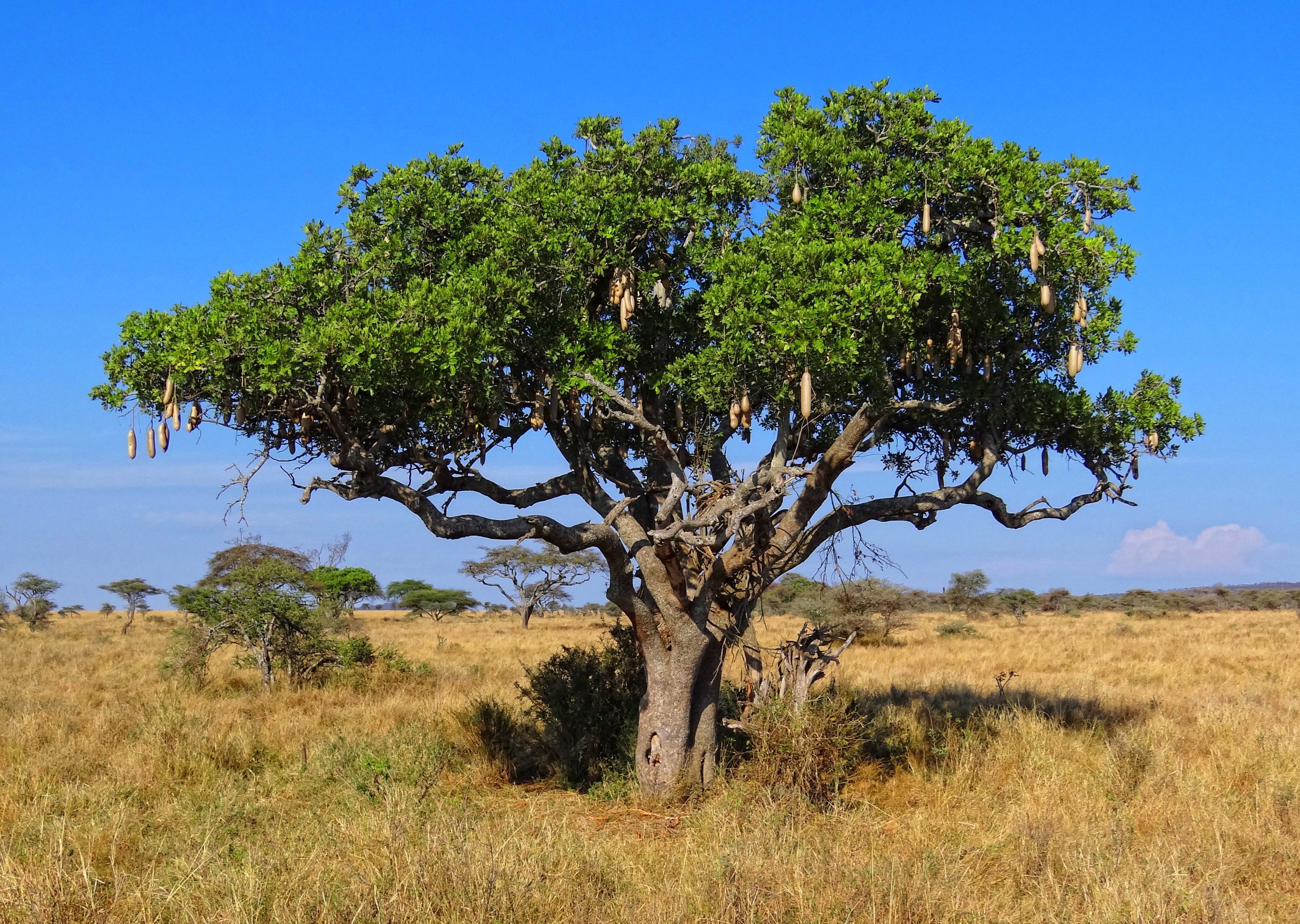Деревья в африке названия и фото