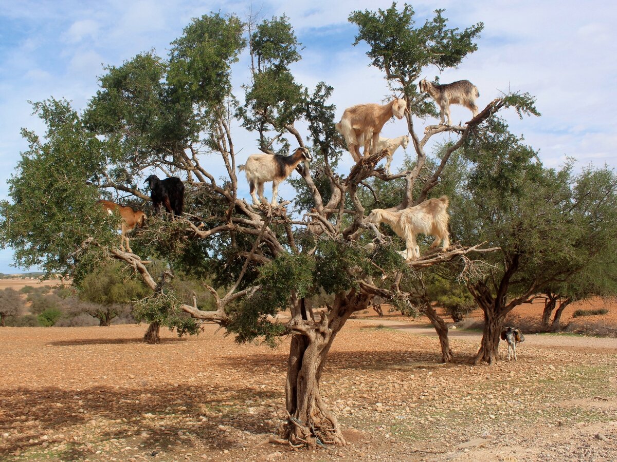 Древесные козы Марокко