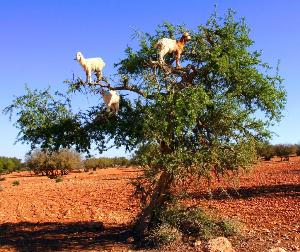 Марокко животный мир