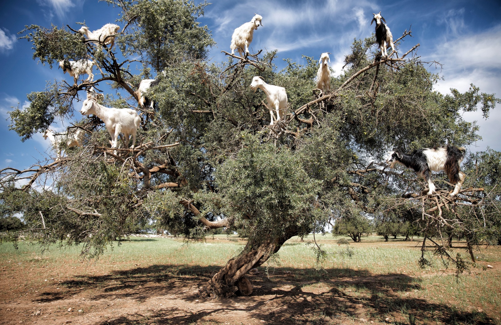 Козы на деревьях в Марокко в высоком качестве