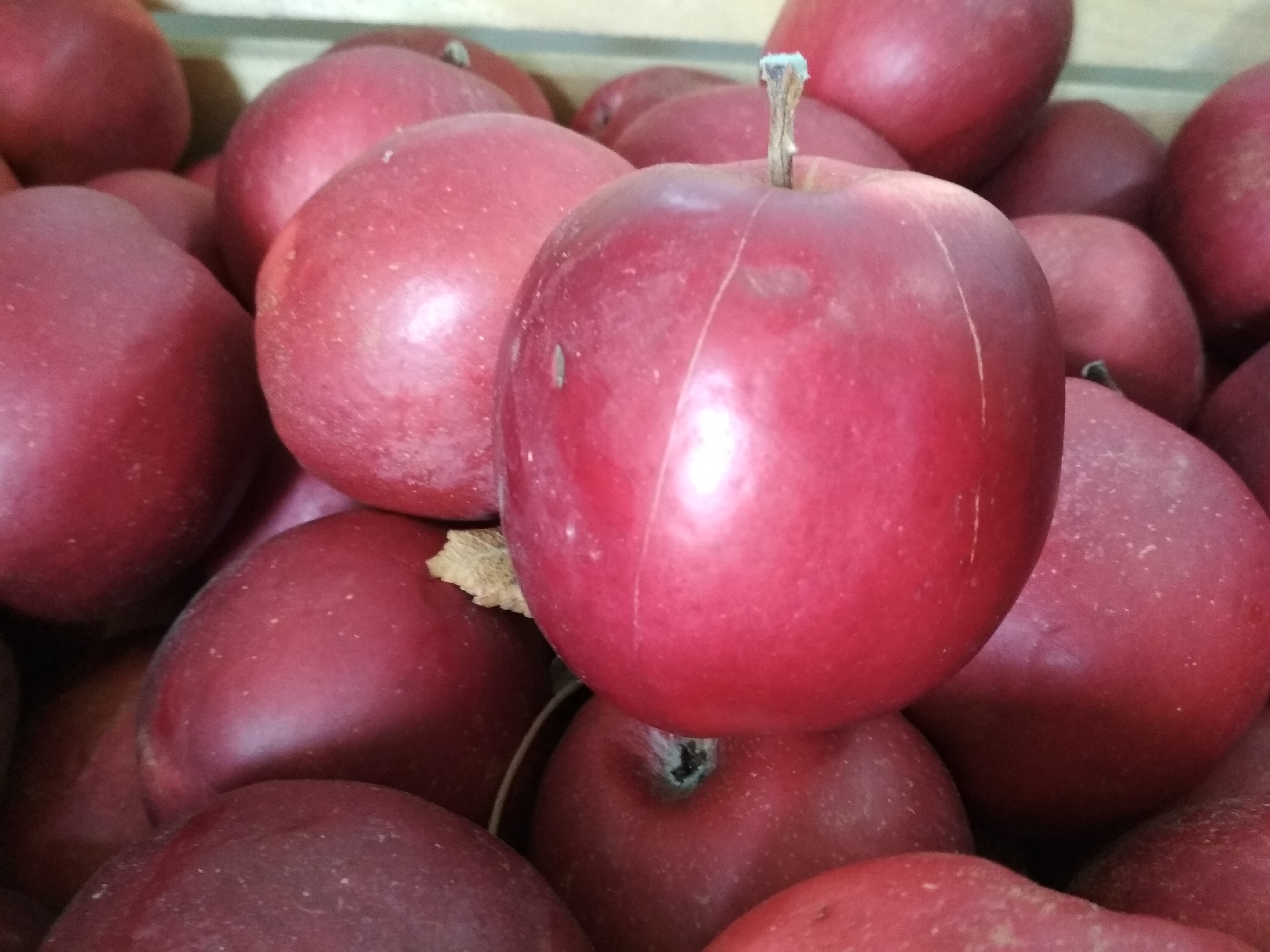 Cameo (Apple) сорта яблони