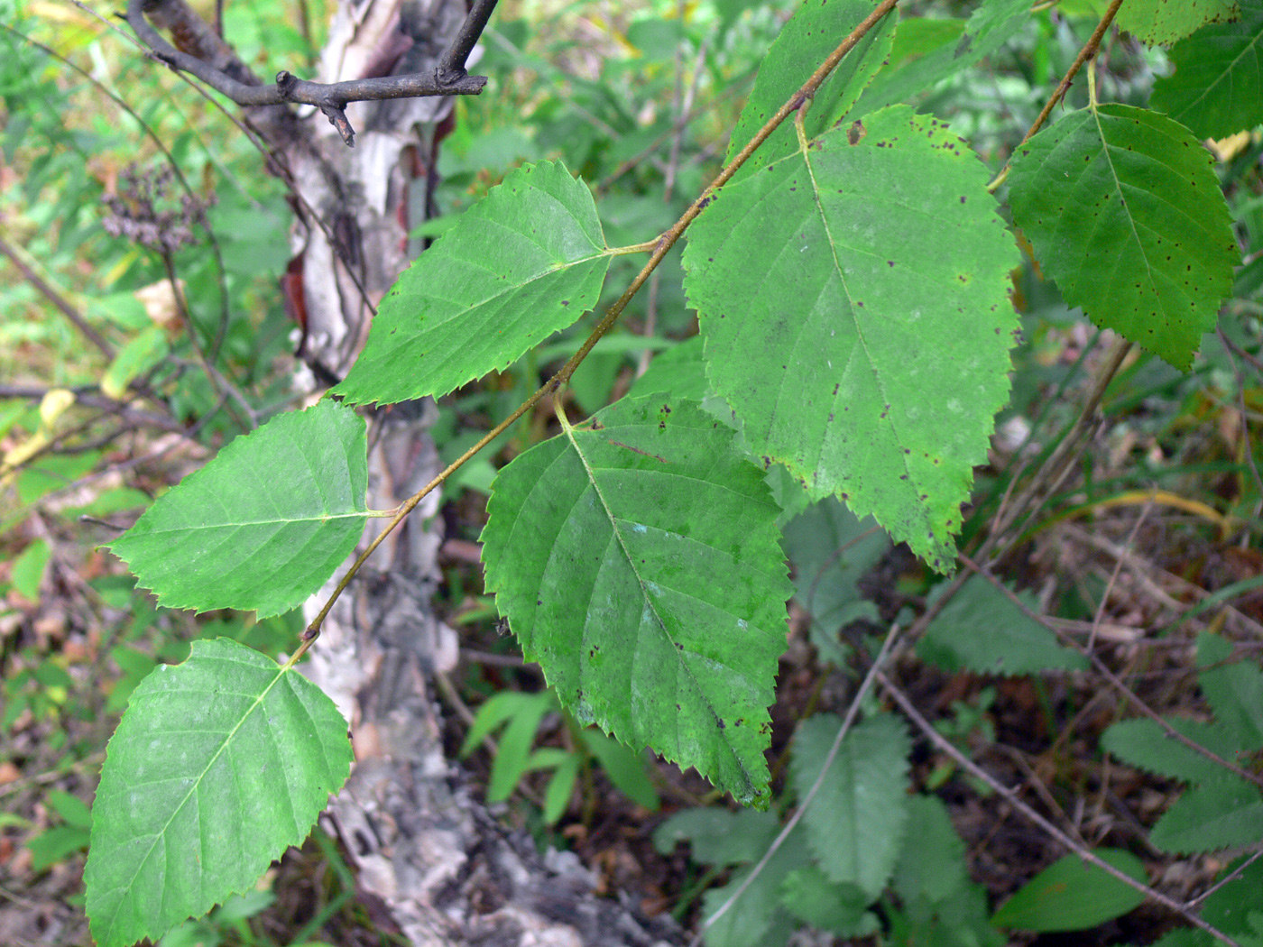 Береза Даурская (Betula dahurica)