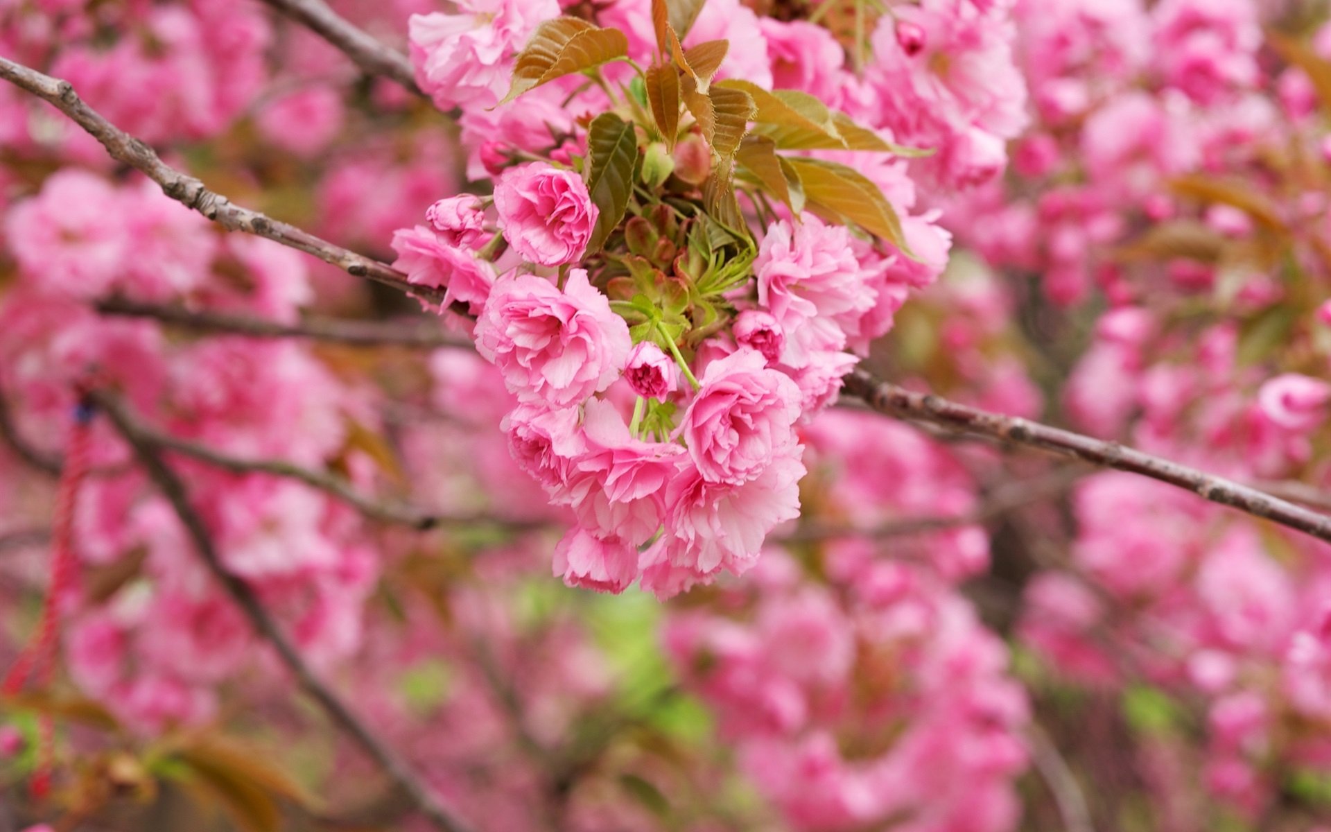 Розовая вишня