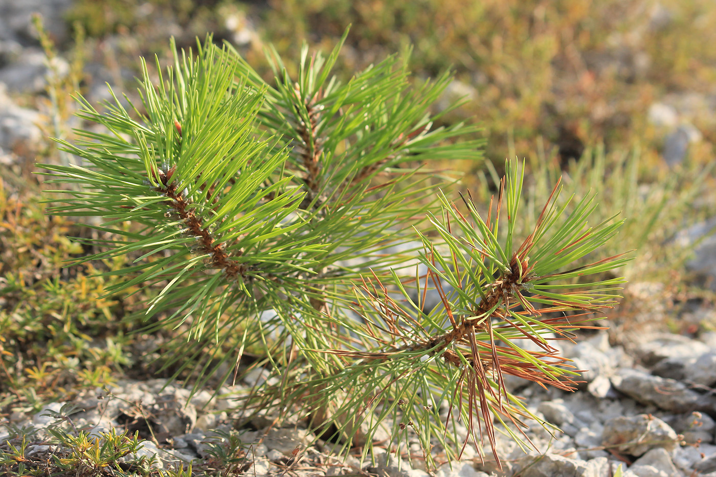 Сосна Палласа Крымская Pinus pallasiana шишки