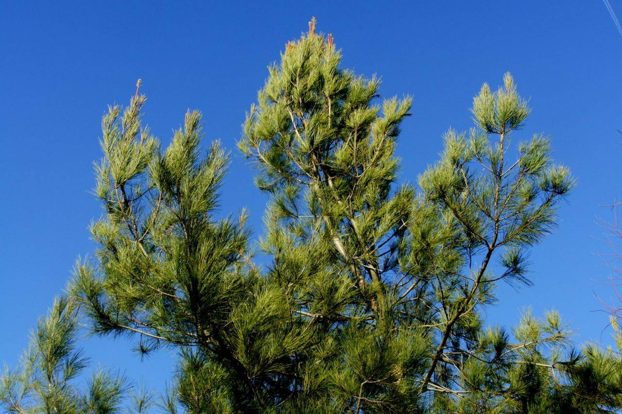 Pinus brutia var. Pityusa (сосна Пицундская