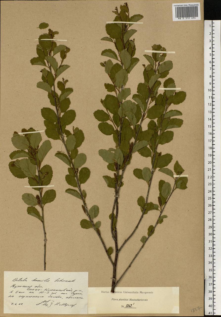 Береза приземистая. Береза приземистая Betula humilis. Береза приземистая (лат. Betula humilis). Betula pendula гербарий.