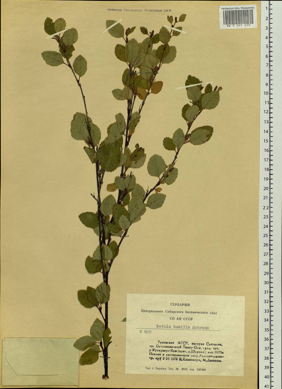 Береза приземистая. Betula humilis гербарий. Betula humilis ареал. Betula pendula гербарий.