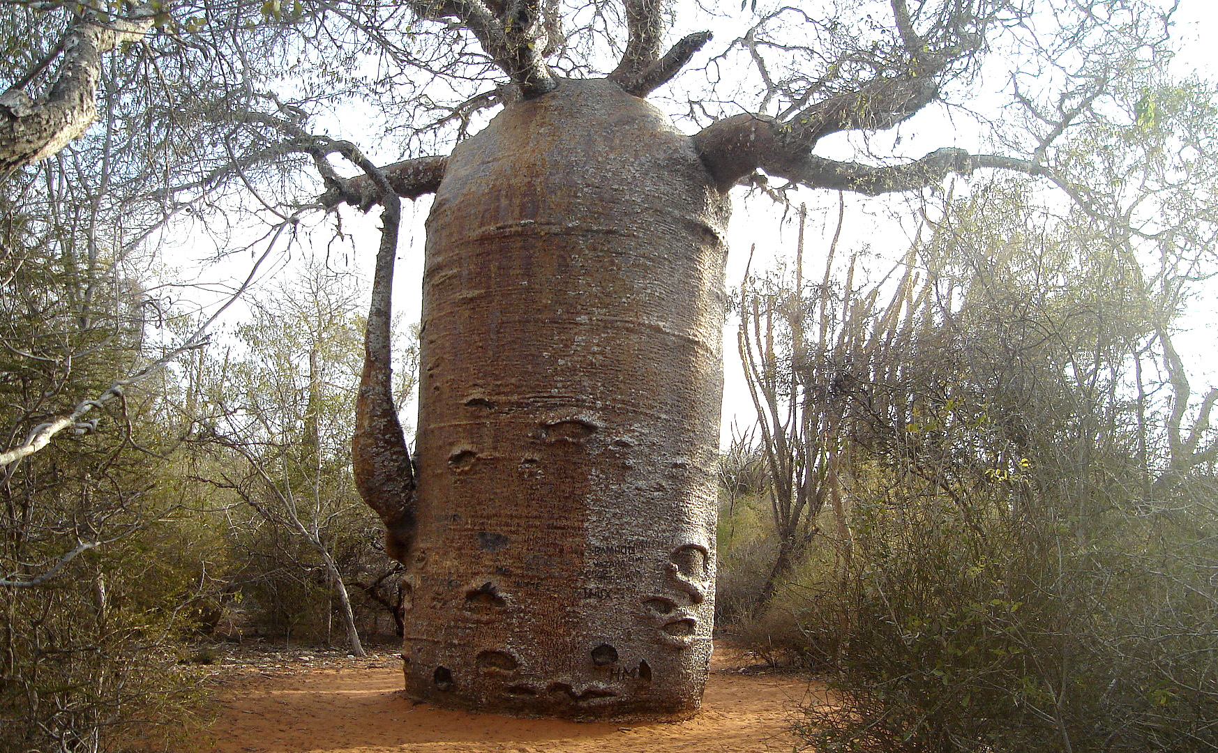 Самое толстое дерево в мире — баобаб, 15,9 м в диаметре.