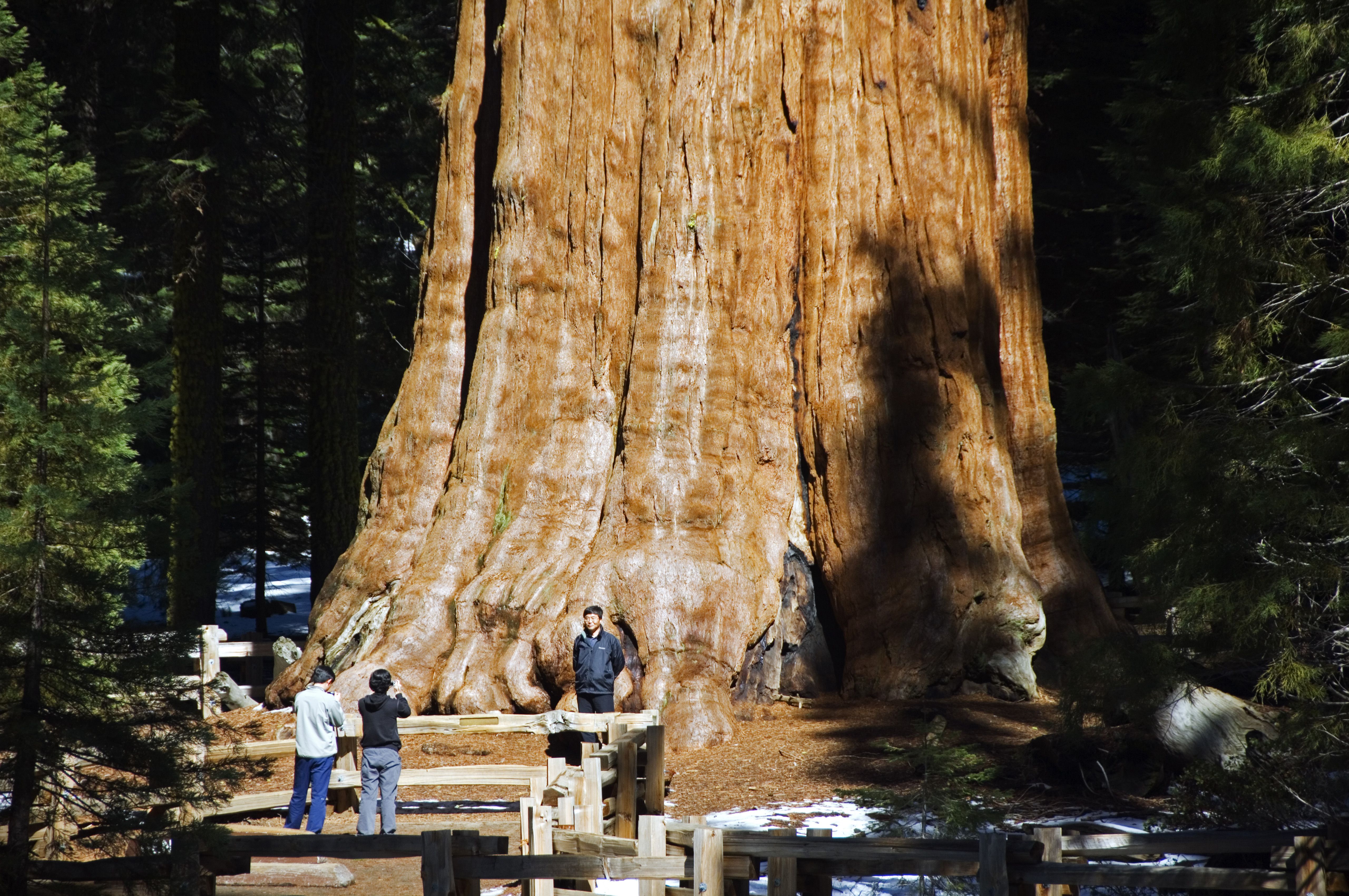 Самые большие дерево фото. Калифорнийская Секвойя Гиперион. Секвойядендрон генерал Шерман. Секвойя дерево. Генерал Шерман (дерево).